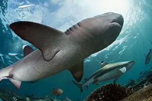 Images Dated 5th May 2011: White and black tips reef sharks