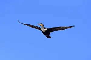 Phalacrocoracidae Prints: White-breasted Cormorant -Phalacrocorax carbo Lucides