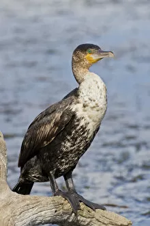 South African Gallery: White-breasted cormorant -Phalacrocorax lucidus-, Wilderness National Park, South Africa