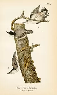 Bark Collection: White breasted nut hatch bird lithograph 1890