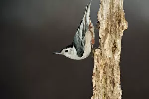 White-breasted nuthatch in classic pose