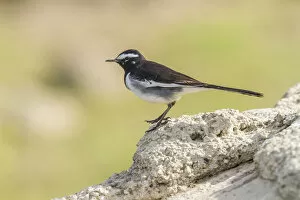 Images Dated 18th December 2012: White-browed Wagtail -Motacilla maderaspatensis-, Chambal River, Rajasthan, India