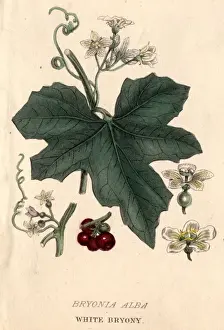 White Bryony
