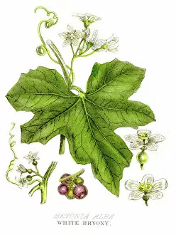 Images Dated 3rd May 2017: White bryony poison plant engraving 1857