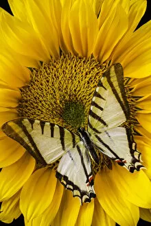 Images Dated 26th March 2016: White Butterfly On Sunflower