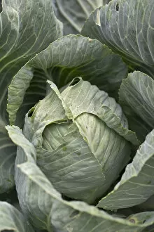 Images Dated 9th August 2012: White cabbage -Brassica oleracea convar. capitata var. alba-