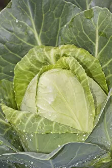 Images Dated 19th July 2012: White cabbage -Brassica oleracea convar. capitata var. alba-, organic vegetables
