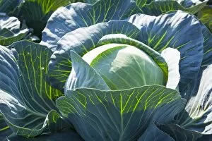 Images Dated 11th September 2012: White Cabbage -Brassica oleracea-, Lommatzsch, Saxony, Germany
