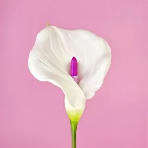 Images Dated 28th July 2017: White Calla Flower with Lipstick Iris