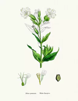 English Botany, or Coloured figures of British Plants Collection: White Campion flower
