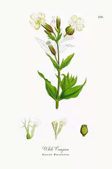 Images Dated 4th October 2017: White Campion, Silene Pratensis, Victorian Botanical Illustration, 1863