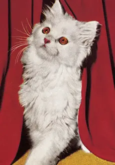 Drapery Prints: White Cat