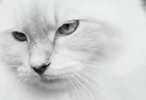 Head Gallery: White cat, portrait