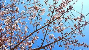 Images Dated 26th March 2016: White Chery Blossoms shining against blue sky background