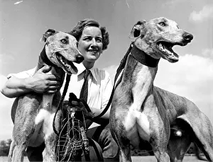 White City Dogs