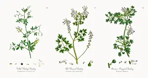 Fumitory Prints: White Climbing Fumitory, Corydalis claviculata, Victorian Botanical Illustration, 1863