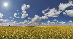 White clouds against a blue sky over a bright yellow rape field, Ritter- und Romerweg