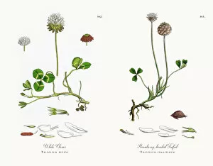 Images Dated 11th December 2017: White Clover, Trifolium repens, Victorian Botanical Illustration, 1863