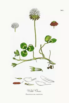 Images Dated 17th October 2017: White Clover, Trifolium repens, Victorian Botanical Illustration, 1863
