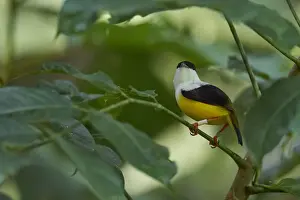 White-collared Manaking