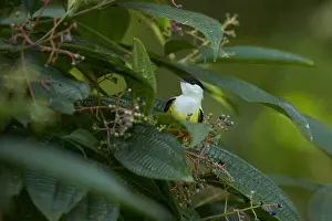 White-collared Manaking