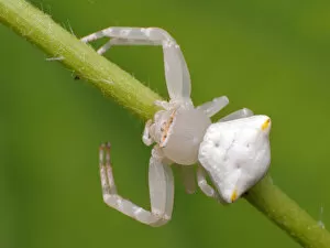 Insects On Earth Gallery: White crab spider