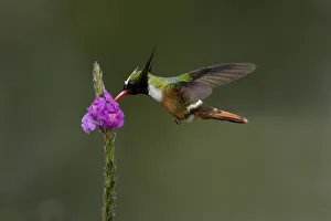 Images Dated 3rd February 2018: White-crested Coquette