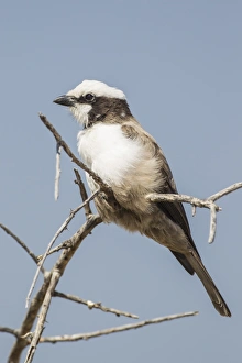 Images Dated 25th May 2012: White-crowned shrike -Eurocephalus anguitimens-, Etosha National Park, Namibia, Africa