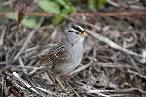 Images Dated 25th May 2011: White-crowned Sparrow -Zonotrichia leucophrys-, Yukon Territory, Canada