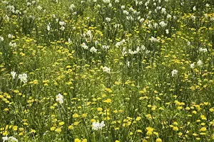 Images Dated 20th May 2013: White Daffodils -Narcissus- and yellow Dandelions -Taraxacum- flowering at springtime, Ontario