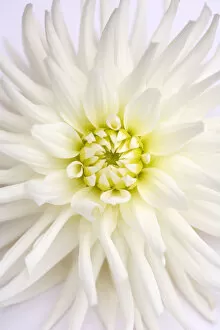 Flowers by Brian Haslam Collection: White Dahlia