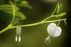 Images Dated 30th May 2012: White Dicentra flower