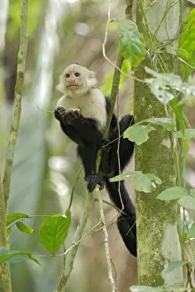 Images Dated 1st November 2015: White-faced Capuchin