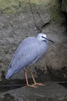 White-faced heron (Egretta novaehollandiae), Australia