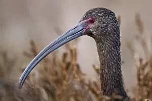 Images Dated 28th December 2011: White-faced Ibis