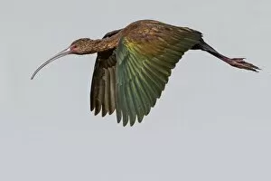 Images Dated 19th March 2012: White-faced Ibis