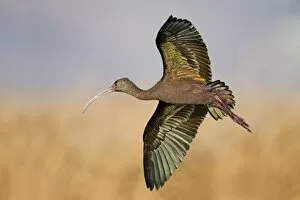 Images Dated 8th January 2012: White-faced Ibis