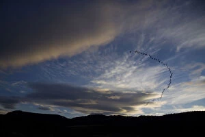 Images Dated 2nd May 2010: White-faced Ibis (Plegadis chihi) flock heading north at dusk, Oregon, USA