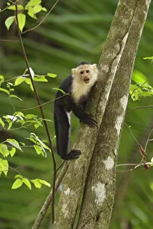 Images Dated 17th November 2015: White-faced monkey