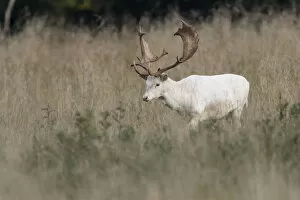 Images Dated 17th September 2014: White Fallow Deer -Dama dama-, Copenhagen, Denmark