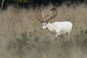 Antler Prints: White Fallow Deer -Dama dama-, Copenhagen, Denmark