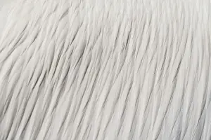 White feathers, Great White Pelican -Pelecanus onocrotalus- in Walvis Bay, Namibia