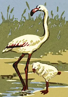 Ecology Prints: White Flamingo