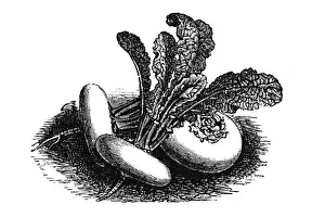 White, flat round Turnip