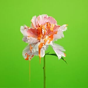 Pink Collection: White flower with dripping paint