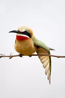 Images Dated 18th August 2009: White-fronted Bee-eater (Merops bullockoides)