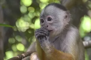 New World Monkey Collection: White-fronted Capuchin -Cebus albifrons-, Mamiraua Sustainable Development Reserve, Amazonas, Brazil