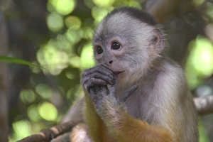 Haplorhine Collection: White-fronted Capuchin -Cebus albifrons-, Mamiraua Sustainable Development Reserve, Amazonas, Brazil