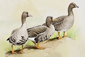 Aquatic Gallery: Three White-fronted geese (Anser albifrons), standing side by side