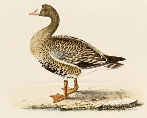 Images Dated 22nd August 2015: White-fronted goose, 19 century science illustration